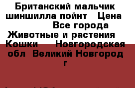 Британский мальчик шиншилла-пойнт › Цена ­ 5 000 - Все города Животные и растения » Кошки   . Новгородская обл.,Великий Новгород г.